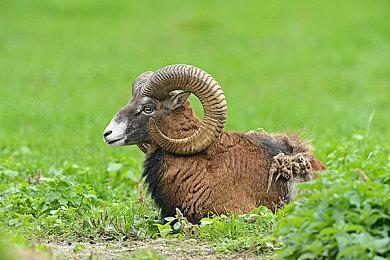 索尼成立由前Deviation开发者组成的新工作室